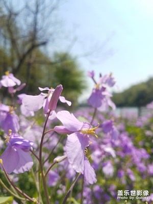 野花之 诸葛菜