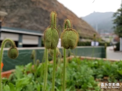 s8拍摄的花儿