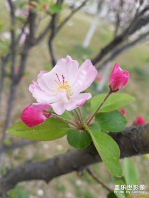 【四月你好】+人间四月天