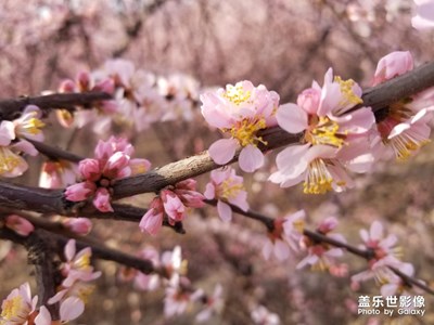 【四月你好】+哏儿都的芳菲四月