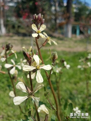 芝麻花