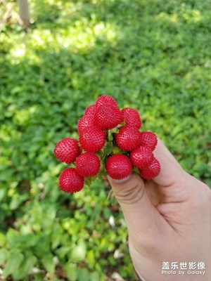 S8＋陪我走过的春夏秋冬