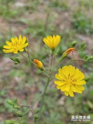 野花之 黄鹌菜