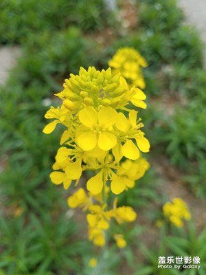 油菜花