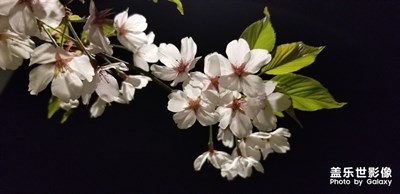 夜拍