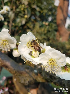 勤劳的蜜蜂