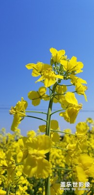 春暖花开