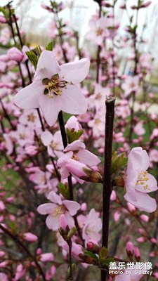 【四月你好】+人间四月是芳菲