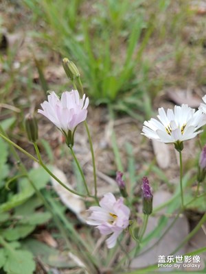 野花之 中华苦荬菜