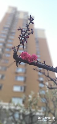 【你好四月】+夜拍花儿也很美