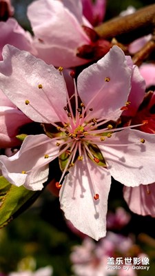 桃花开