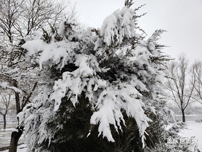 雪后随拍