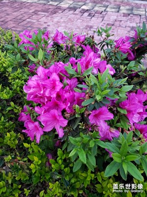 杜鹃花