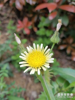 野花之 苦苣花