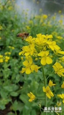 [四月你好]十花痴