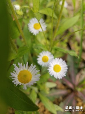 野花之 一年篷