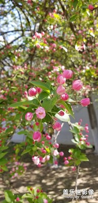 春花烂漫
