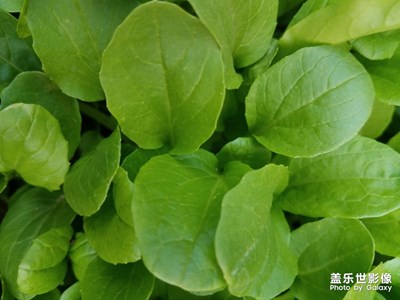 小白菜