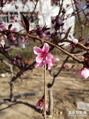 春有百花