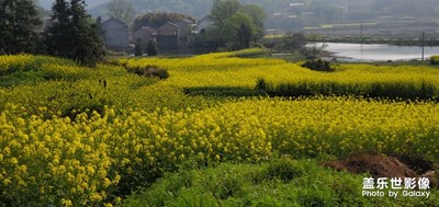 油菜花