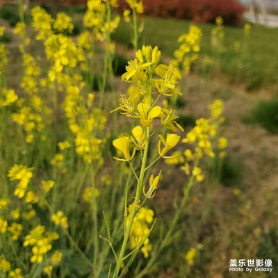 刚拿到手机 试试成像