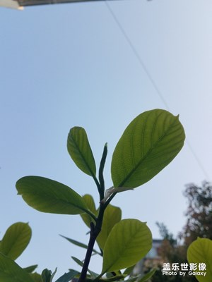绿叶