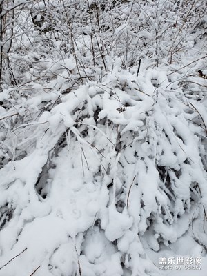 春雪