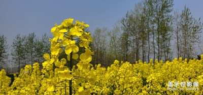 【你好四月】+清明节