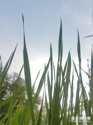 草