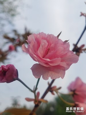 花 1
