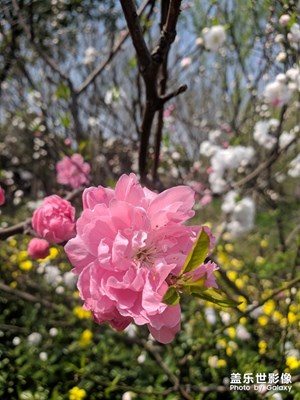 上海 顾村公园 樱花节 一