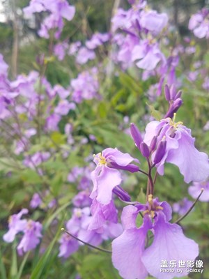 花花