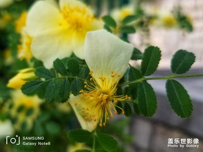 东来刺绣女

执手共留春