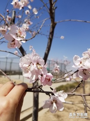 陕北桃花开