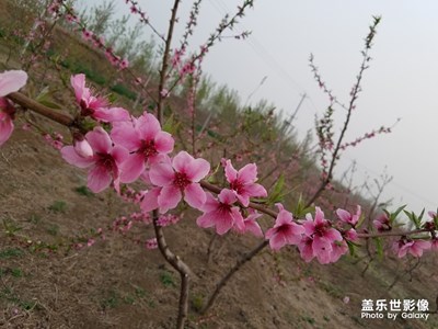 【四月你好】+夕阳下的桃花