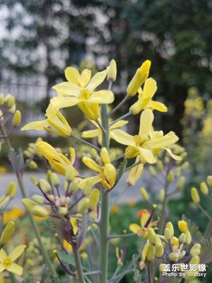 羽叶甘蓝和蜂