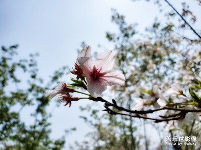 霞浦樱花谷