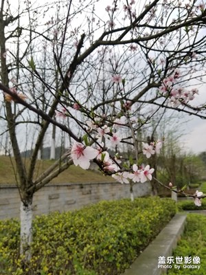 【阳光的味道】+阳光背后成长的花
