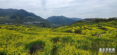 覆卮山之旅-那盛开的油菜花