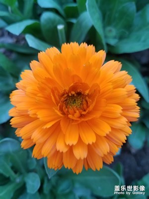 野花之 金盏花