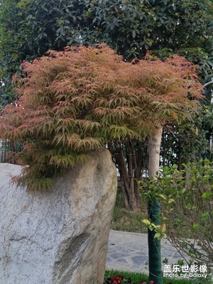 鸡爪槭
