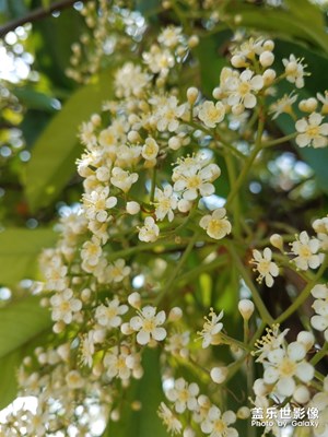 城市绿植之 石楠