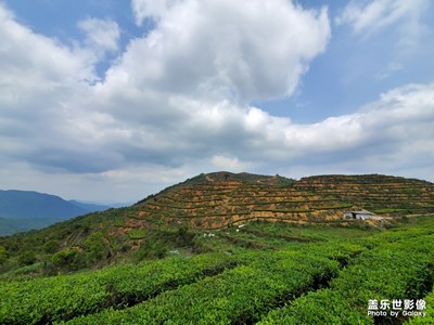 蓝天白云茶山