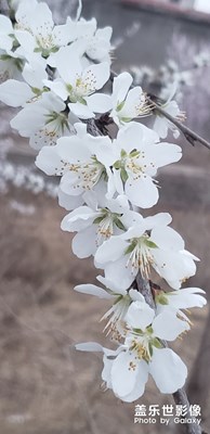 春暖花开