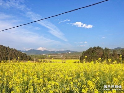 【阳光的味道】油菜花