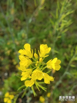 “野”花之 油菜花