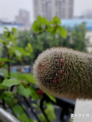 我也是花啊