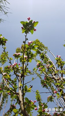 看花的季节，