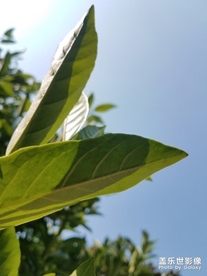 【阳光的味道】+晴朗的天，明媚的阳光