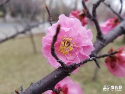 不知道什么花